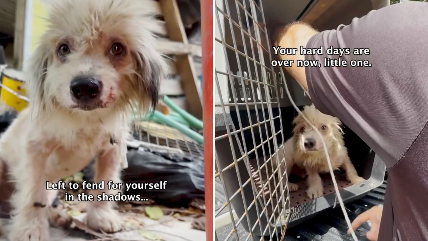 A small rescued dog looks hopeful while being taken out of a crate, with inspirational text overlay.