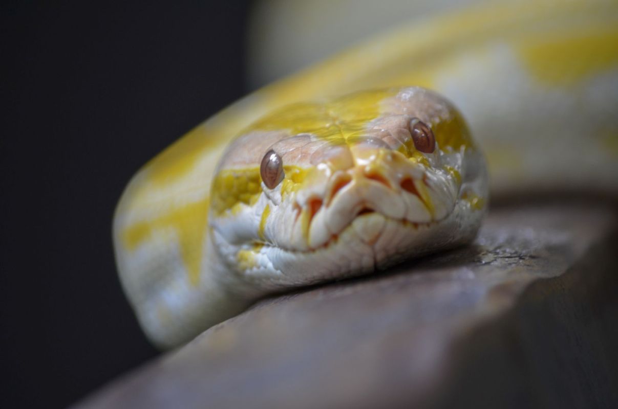 A close-up of an albino Burmese python resting on a surface.