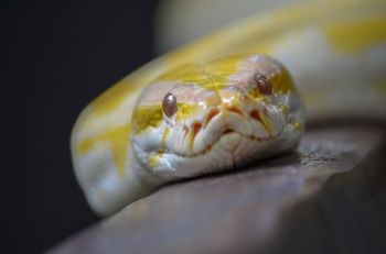 A close-up of an albino Burmese python resting on a surface.