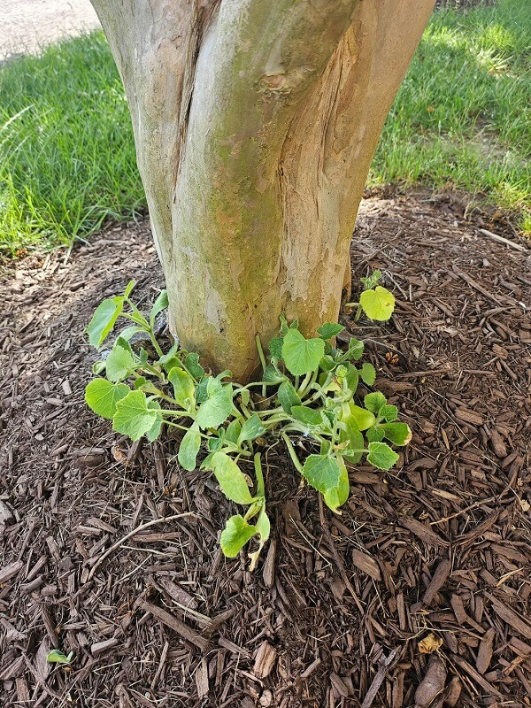 The base of a tree trunk surrounded by green seedlings and mulch.