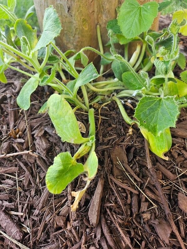 Pumpkin plants sprouting out of mulch near the base of a tree trunk.