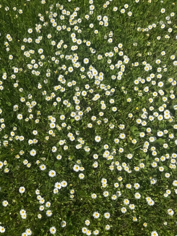 A close-up pf the daisies.