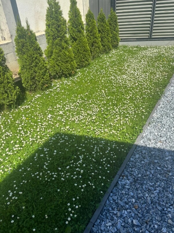 A garden lawn covered in daisies.