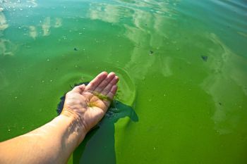 A hand scoops algae out of bright green water.