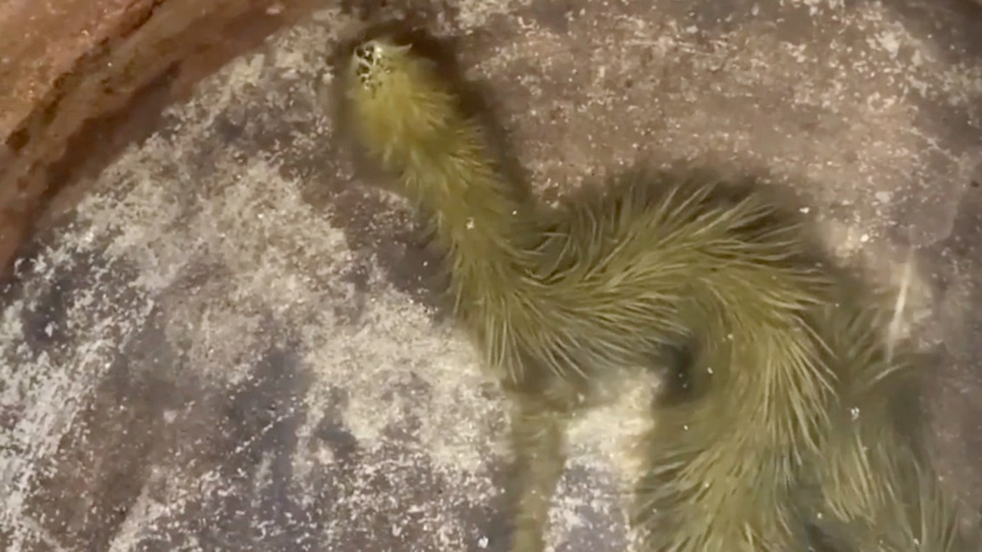 A green, hairy caterpillar-like creature swimming in a shallow bowl of water.