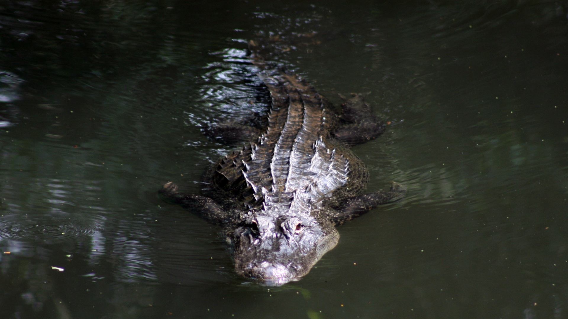 Monster alligator strolls across Louisiana casino golf course in jaw-dropping video