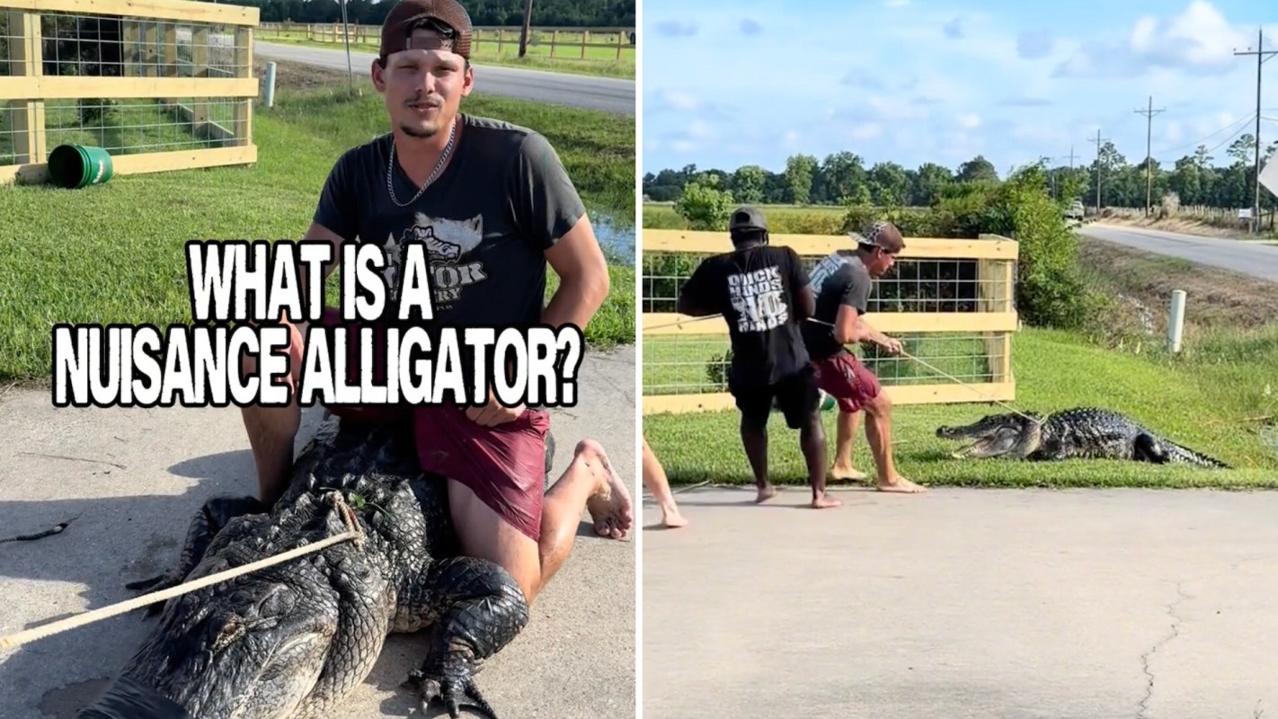 A person kneels beside a captured alligator while others assist nearby in an outdoor setting.