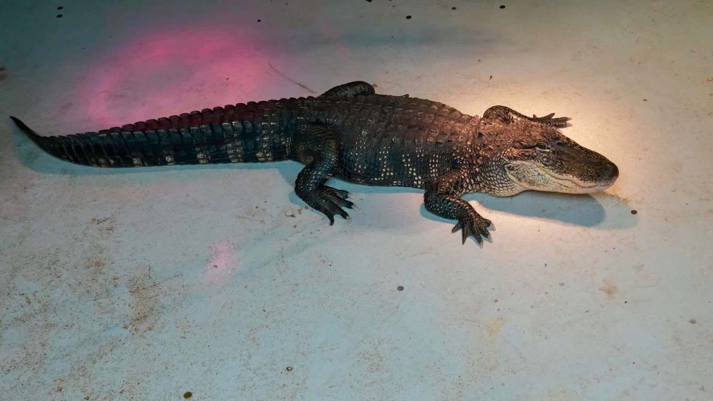 A close-up of a black alligator resting on a light-colored surface with gentle illumination.