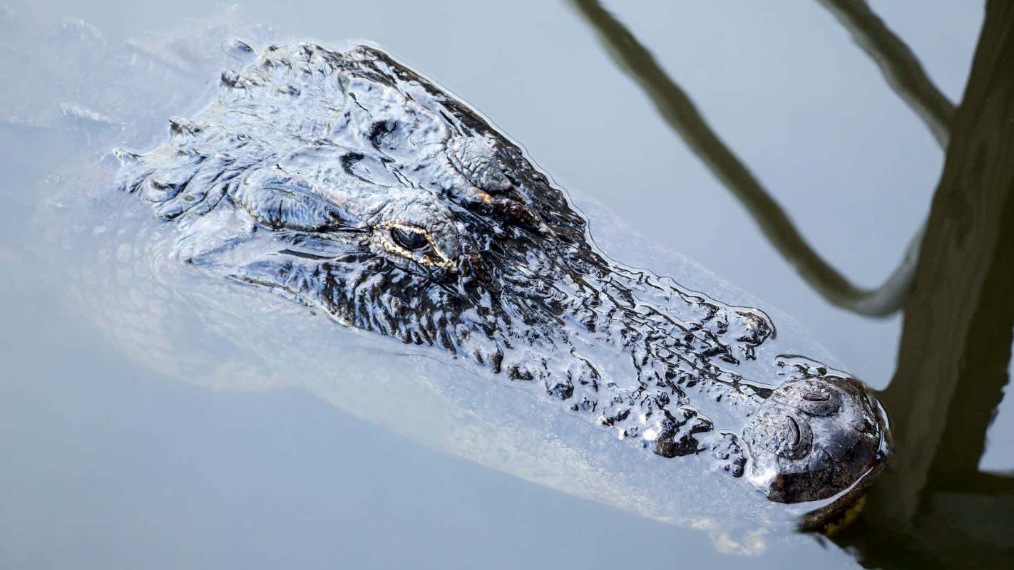 A close-up of a large alligator's head partially submerged in calm water.
