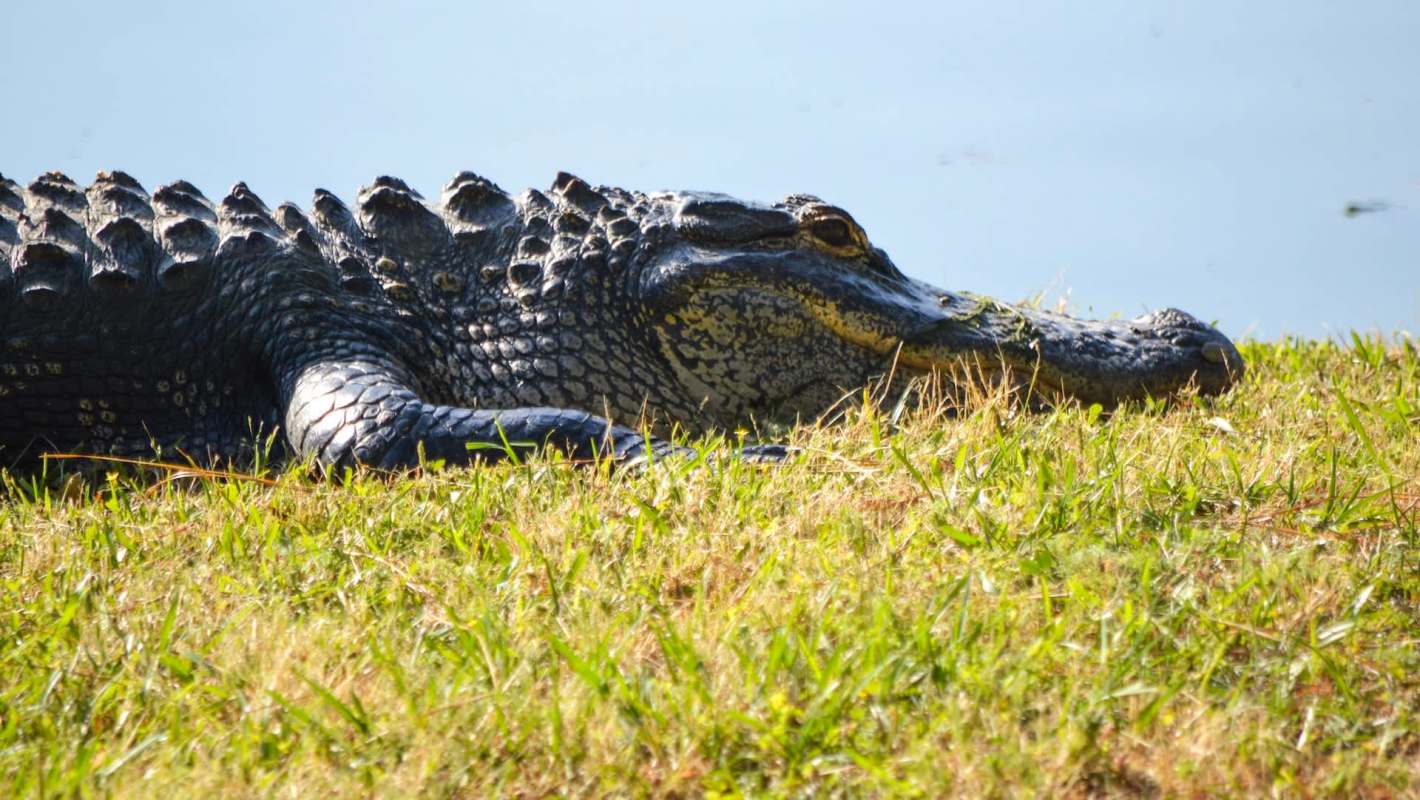 An alligator lying on grassy shore, partially submerged near a body of water.