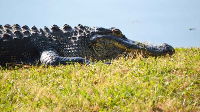 An alligator lying on grassy shore, partially submerged near a body of water.