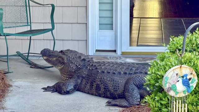 An alligator lounging on a porch near a rocking chair and a decorative wind chime among potted plants.