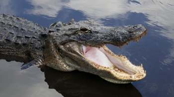 A large alligator with its mouth wide open, partially submerged in dark water.