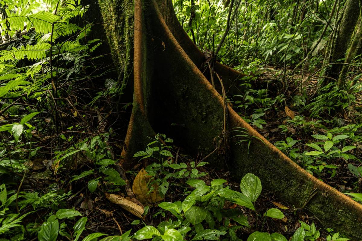 The floor of the Amazon rainforest.