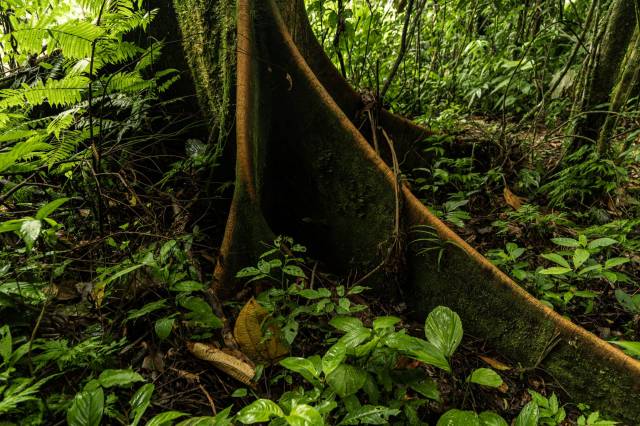 The floor of the Amazon rainforest.