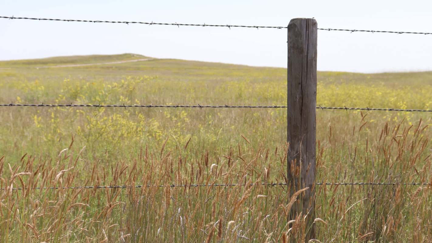 A barbed wire fence surrounds a grassy field with wildflowers.