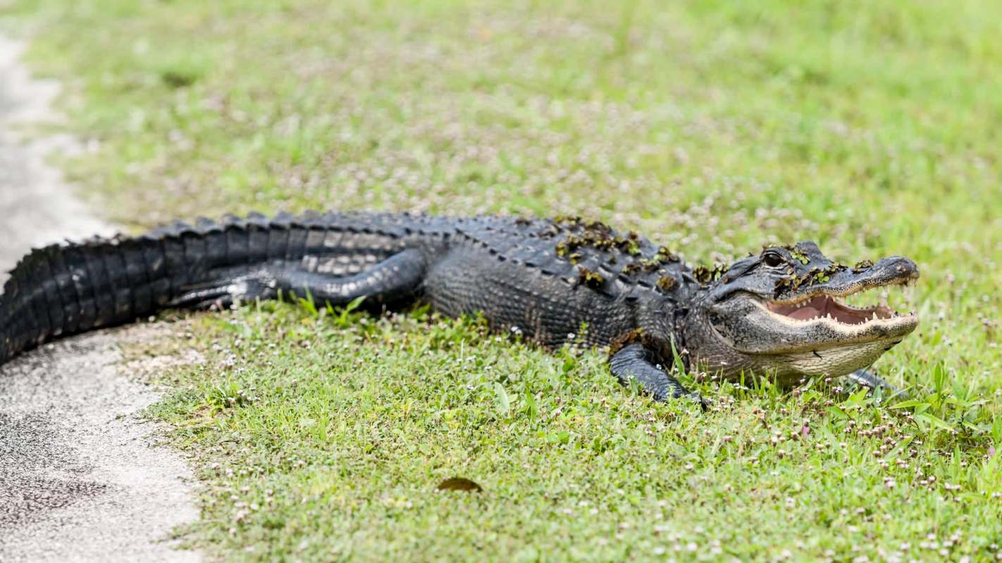 An alligator resting on grass with its mouth open, displaying its teeth and surrounded by small flowers and greenery.