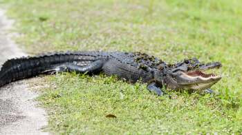 An alligator resting on grass with its mouth open, displaying its teeth and surrounded by small flowers and greenery.