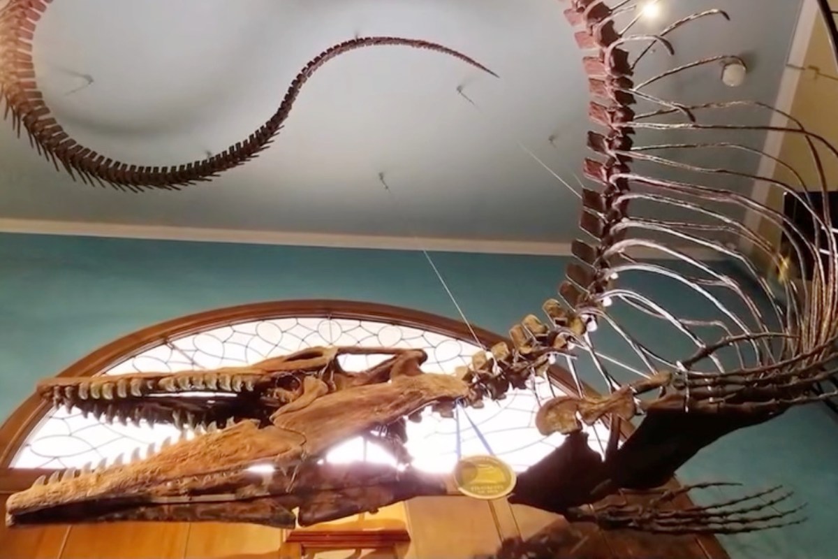 A large dinosaur skeleton displayed in a museum, showcasing its intricate bones against a blue wall.
