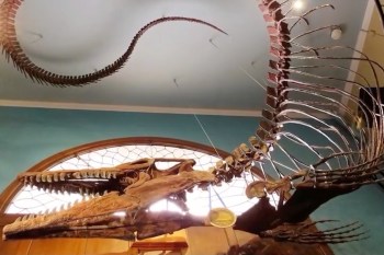 A large dinosaur skeleton displayed in a museum, showcasing its intricate bones against a blue wall.