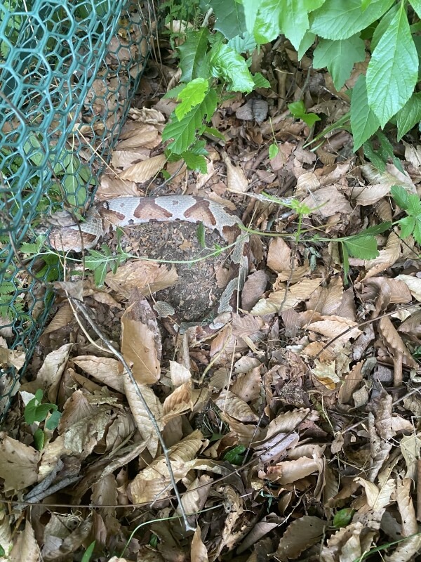 a snake on green grass.