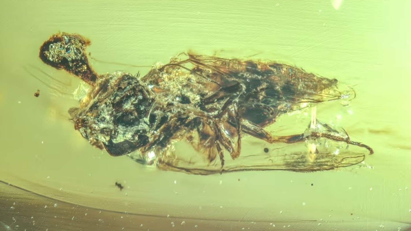 An insect trapped in amber, showcasing intricate details of its body and legs.