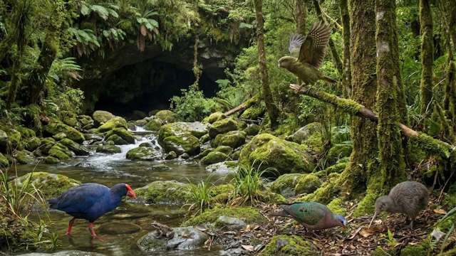 A lush forest scene with a stream, featuring three unique birds on moss-covered rocks.
