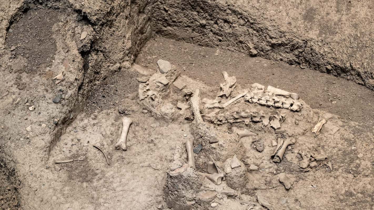 Excavated area displaying scattered animal bones and artifacts embedded in soil.