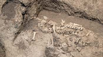 Excavated area displaying scattered animal bones and artifacts embedded in soil.