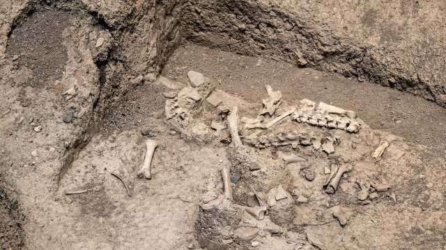 Excavated area displaying scattered animal bones and artifacts embedded in soil.