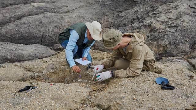 Two researchers excavate a sandy area, examining fossils and documenting their findings.