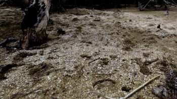 Sand with scattered debris and tree roots in the shade.