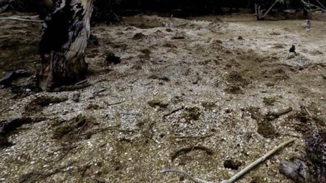 Sand with scattered debris and tree roots in the shade.