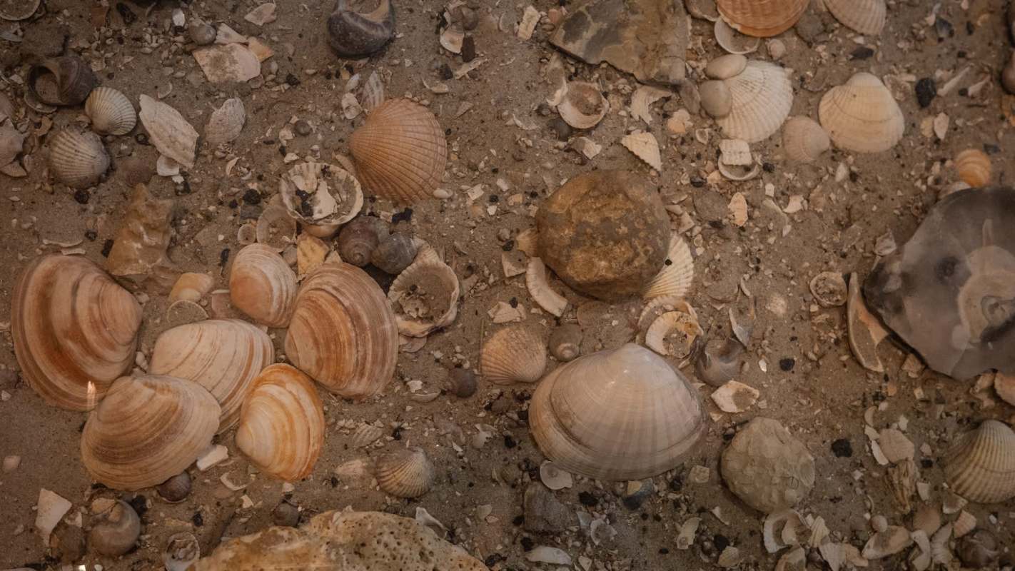A variety of seashells and small rocks scattered on sandy ground.