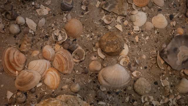 A variety of seashells and small rocks scattered on sandy ground.