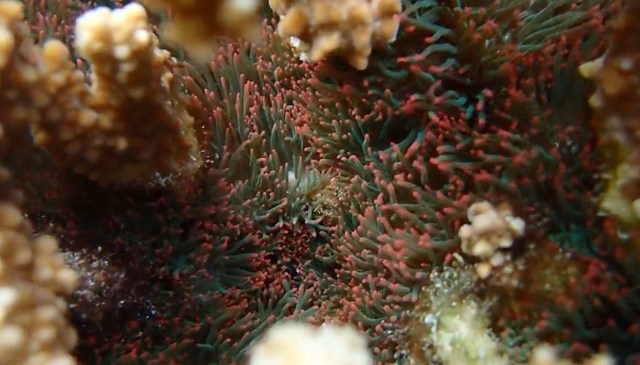 A close-up view of colorful coral with green and red tentacles in an underwater environment.