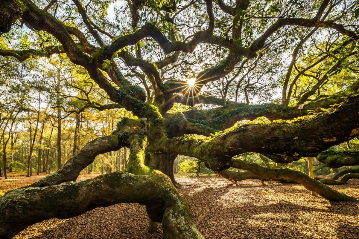 A sprawling tree with twisting branches and sunlight filtering through the leaves in a serene forest setting.