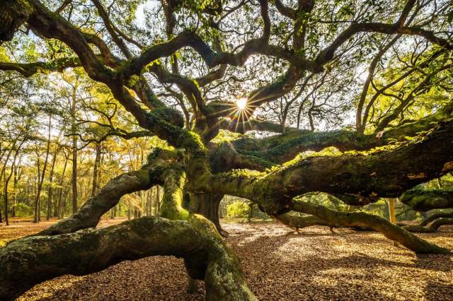 A sprawling tree with twisting branches and sunlight filtering through the leaves in a serene forest setting.