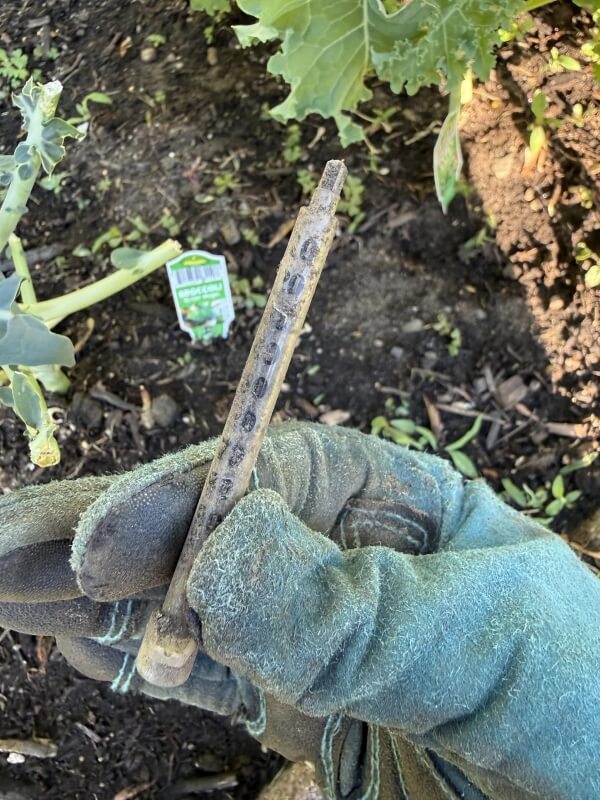 A gloved hand holding a muddy needle with soil and plants in the background.