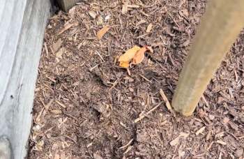 Mulch with a few scattered leaves and a wooden post in the background.