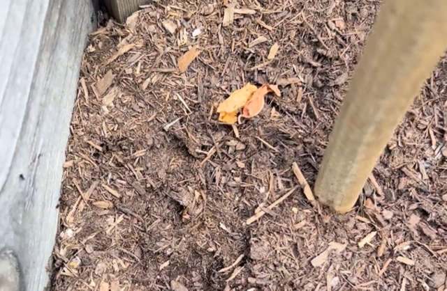 Mulch with a few scattered leaves and a wooden post in the background.