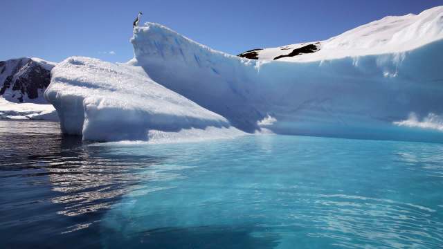 A solitary bird stands on a snow-covered iceberg against a backdrop of blue water and clear skies.