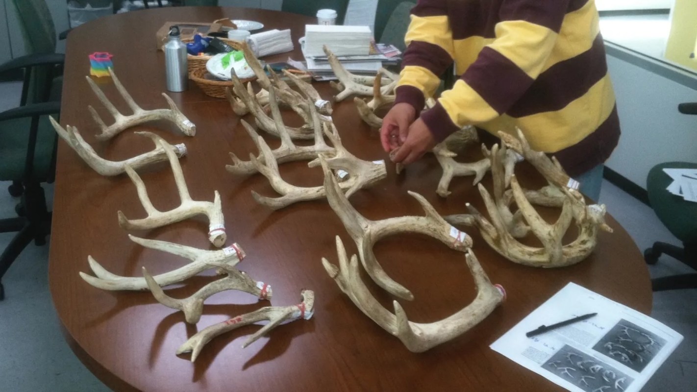 Deer can regrow the same antler scar year after year, even though they ...