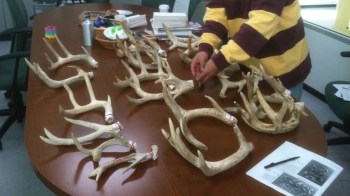 A person arranges antlers on a table surrounded by notes and other materials in an indoor setting.