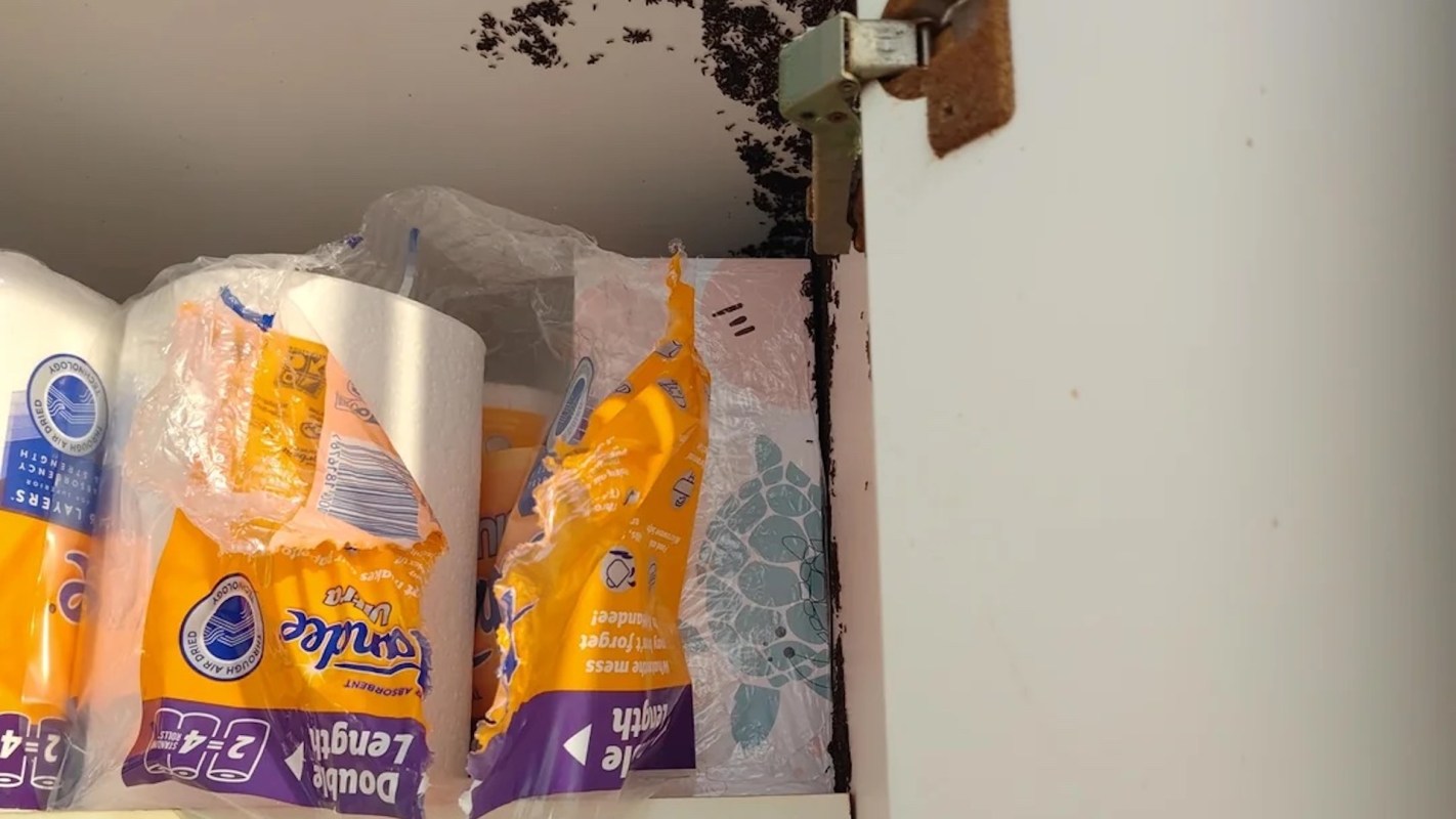 A kitchen cabinet filled with paper towels, infested with ants along the top edge.