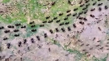 A dense group of ants moving in a line across a sandy ground with some greenery in the background.