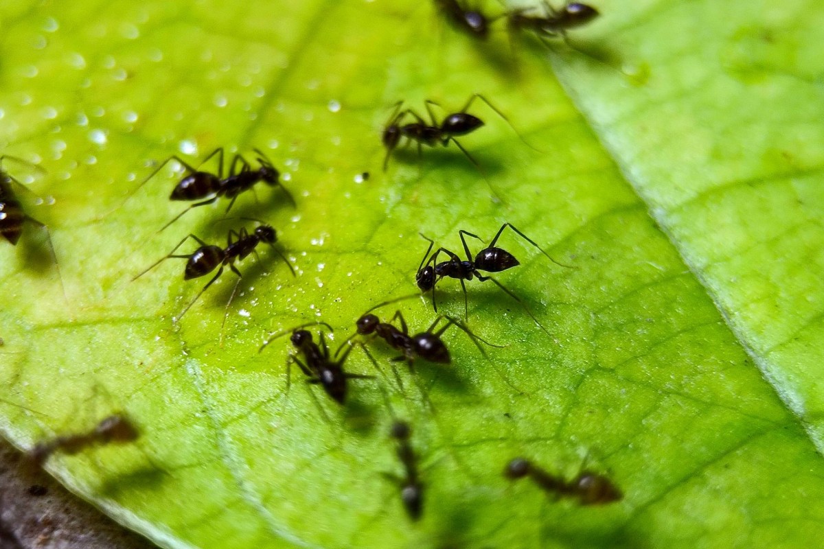 A close-up of several black ants on green leaves, showcasing intricate details of their bodies and surroundings.