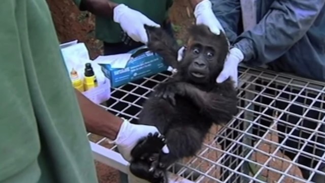 A baby gorilla is being gently held by caregivers while receiving medical attention on a metal grid table.