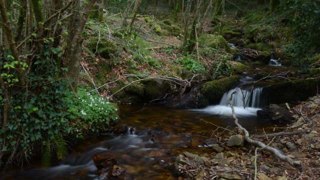 A tranquil stream flows through a lush forest, surrounded by greenery and scattered rocks.