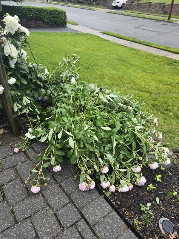 A large cluster of pink peonies drooping over a wet stone path and mulch.